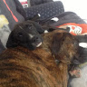 Meet your Posher, Tomy